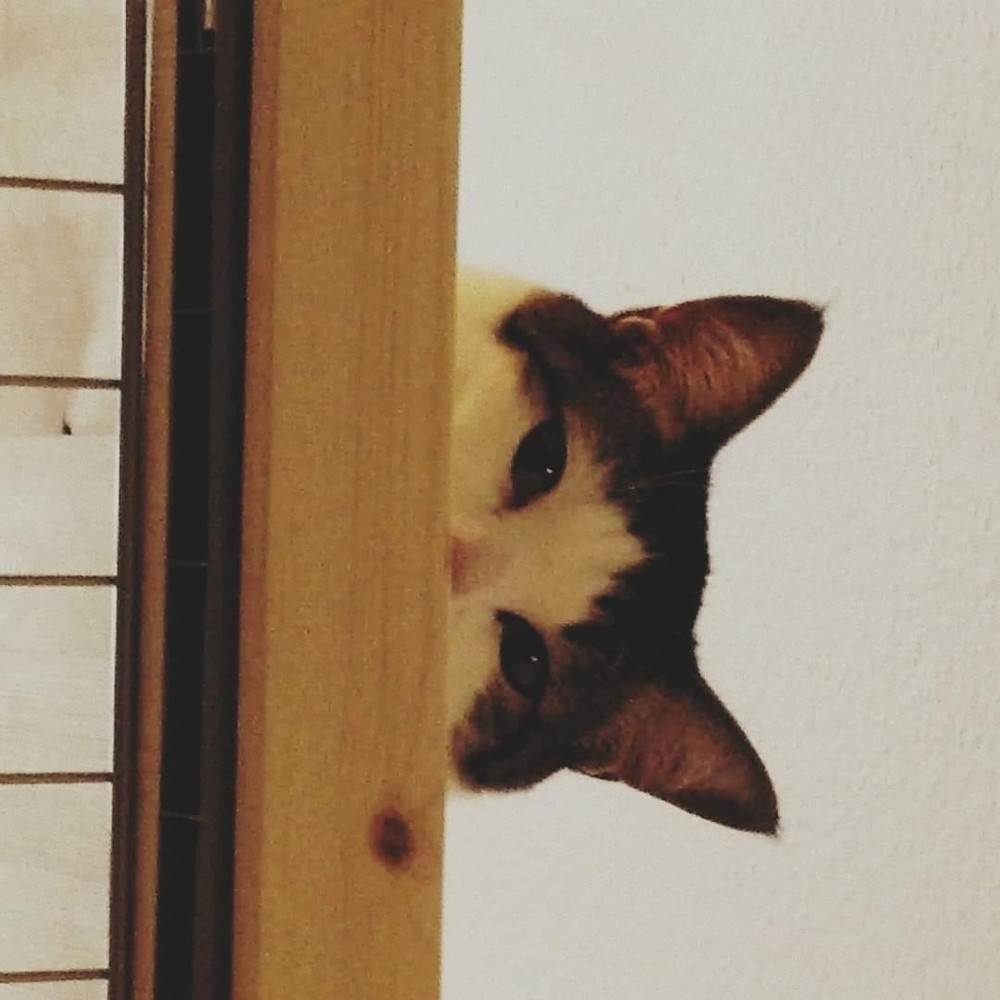Meet your Posher, Anna